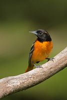 Oriole de Baltimore mâle