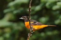 Oriole de Baltimore