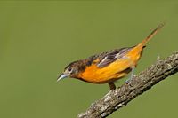 Oriole de Baltimore