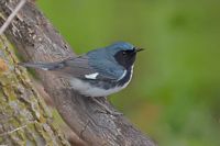 Paruline bleue