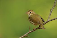 Paruline couronnée