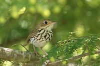 Paruline couronnée