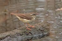 Paruline hochequeue