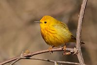 Paruline jaune