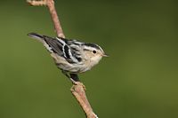 Paruline noir et blanc