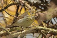 Paruline tigrée femelle