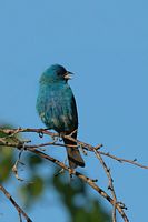 Passerin indigo mâle