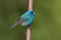 Passerin indigo