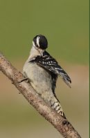 Pic mineur