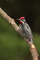 Pic maculé