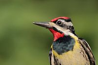Pic maculé mâle
