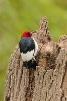 Pic à tête rouge