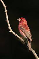Roselin pourpré mâle