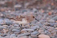 Bécasseau sanderling
