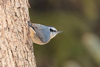Sitelle à poitrine rousse