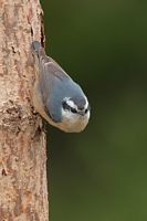 Sitelle à poitrine rousse