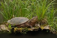 Tortue serpentine