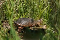 Tortue serpentine