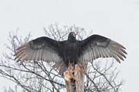 Urubu à tête rouge