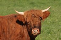 Vache Highland