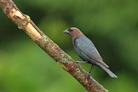 Vacher à tête brune